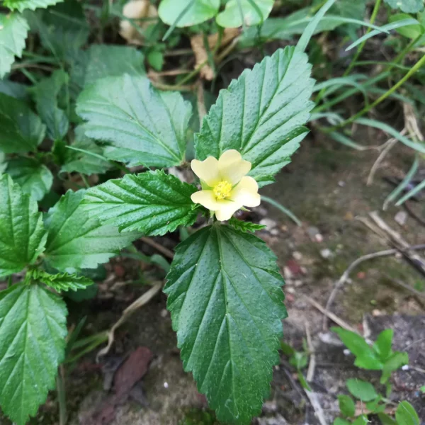Sida Acuta - Image 2